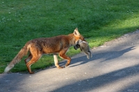 fox_campus_0105090532_a