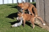fox_vixen_cub_campus_2205093597_a