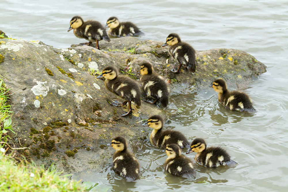 Duckling Insects Images tagged