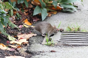 rat_1211108557
