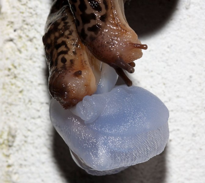 slug_mating_2507094973