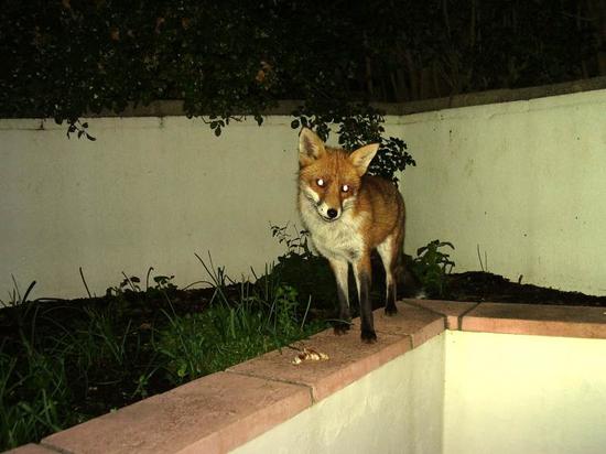 fox0210 034
