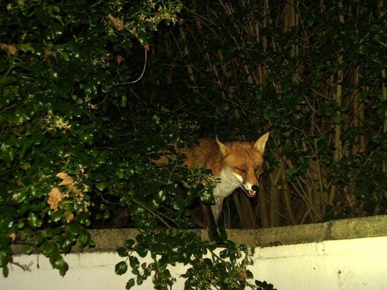 fox0210 042