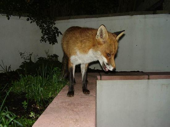 fox0210 052