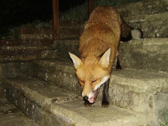 fox0210 057