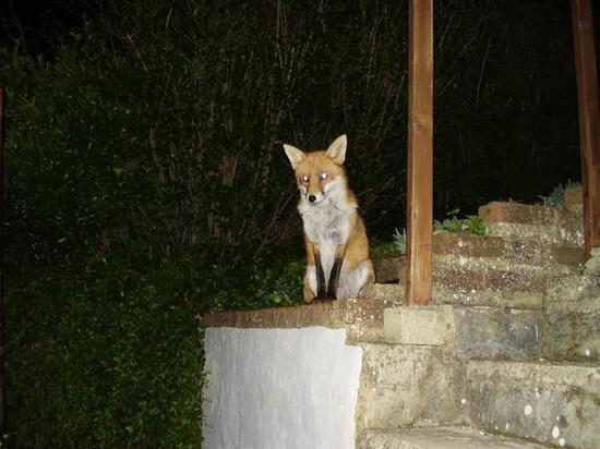 fox0210 061