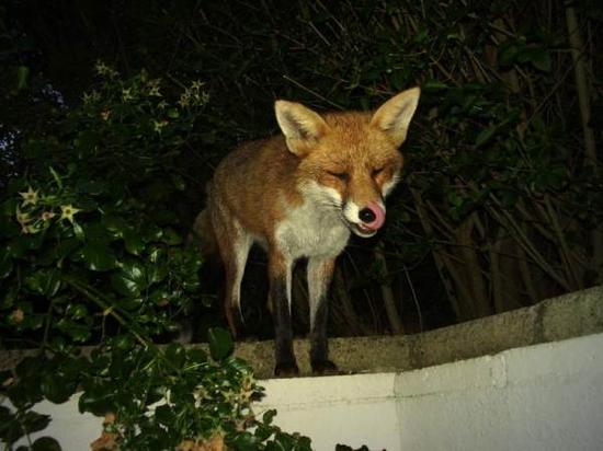 fox1209007