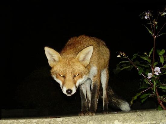 fox1809013