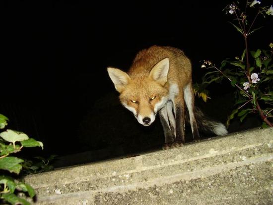 fox1809013original