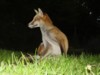 fox cub portrait 1