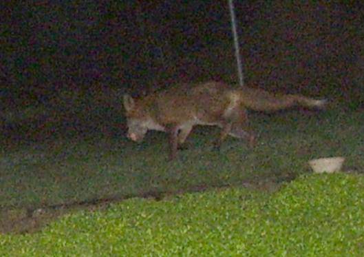 fox20412003