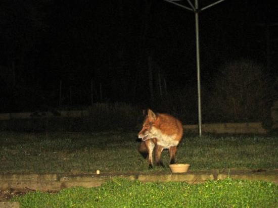 fox22101060024cropsm