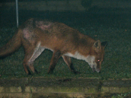 fox22101060028cropsm
