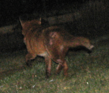 fox2IMG_0020crop
