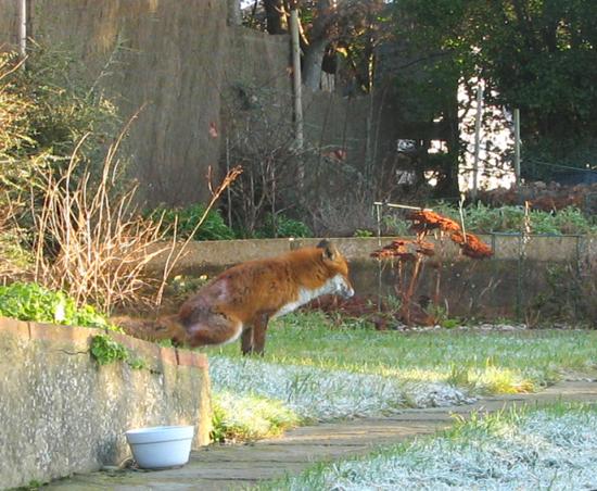 fox2_220106_0032