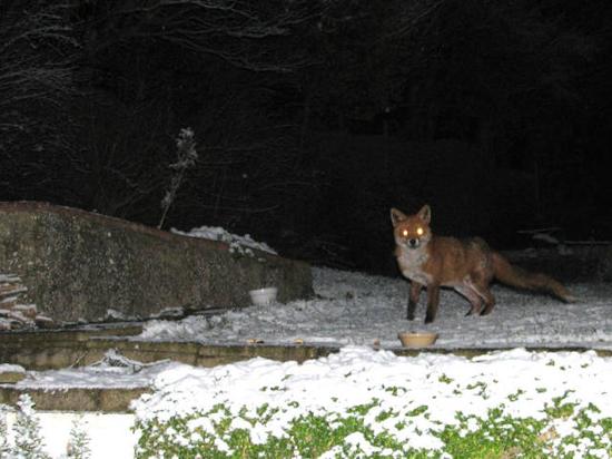 fox2_270106_0017sm