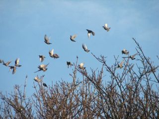 starlings2212009water.jpg_thumb
