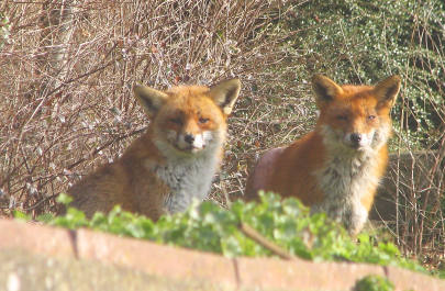 1fox2_3_250206026sm
