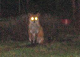 fox2230206002sm