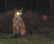 fox2230206004sm