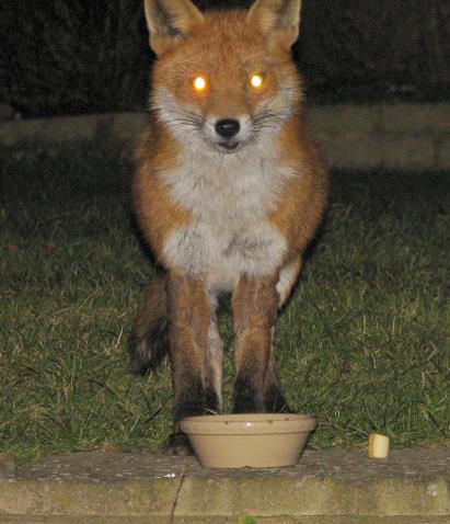 fox2_060206011sm