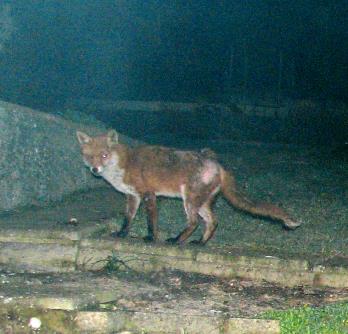 fox_2_040206_024