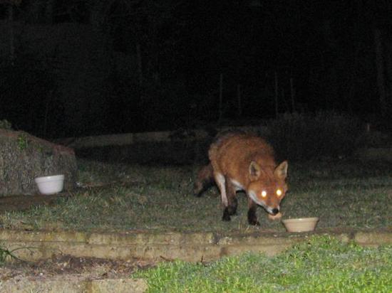 fox_2_040206_027