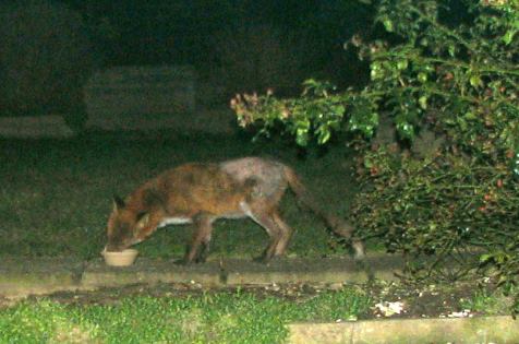 fox2_050306