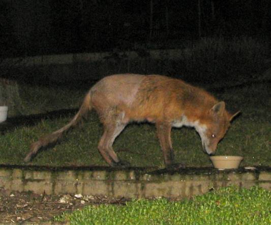 fox2_140306004