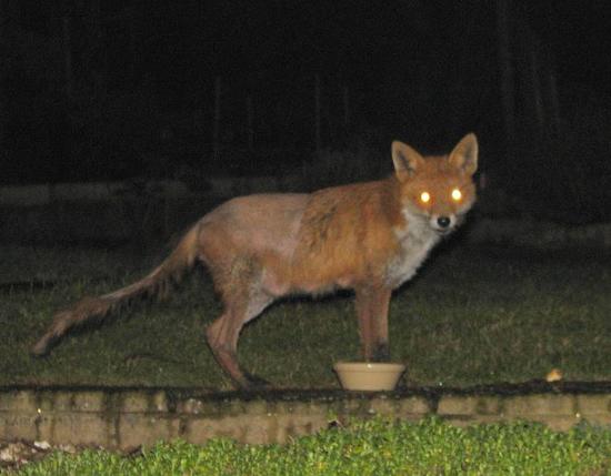 fox2_140306006