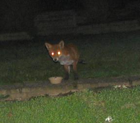 fox2_280306007sm