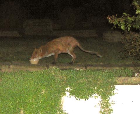 fox2_280306008sm