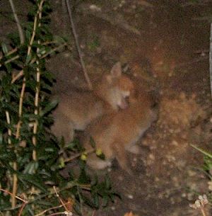 1cubs_200406023