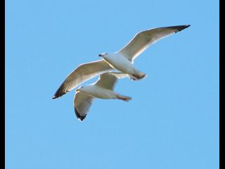birds_010406026sm.jpg_thumb.jpg