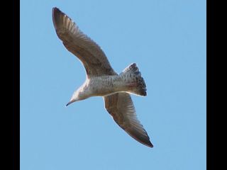 birds_010406046sm.jpg_thumb.jpg
