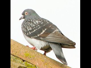 birds_020406 076.jpg_thumb