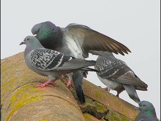 birds_020406082sm.jpg_thumb.jpg