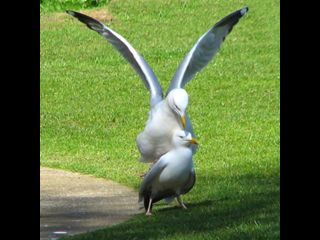 birds_050406036smbest.jpg_thumb