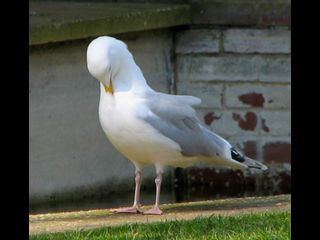 birds_050406040sm.jpg_thumb