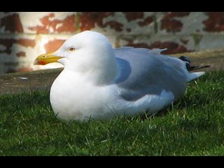 birds_050406043sm.jpg_thumb