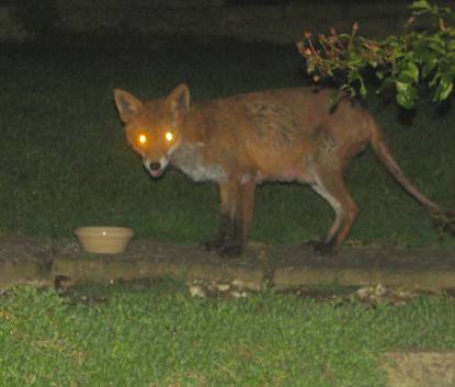 fox2_020406016sm