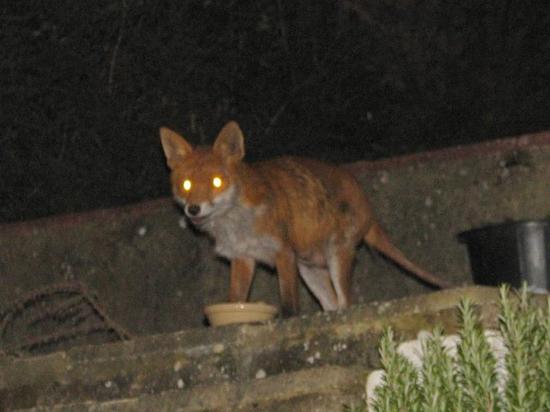 fox2_100406004