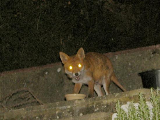 fox2_100406005
