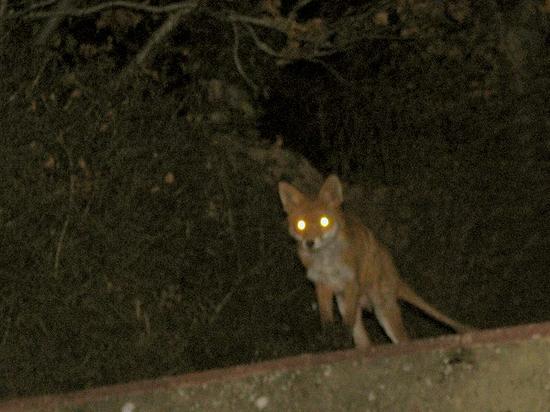 fox2_100406016