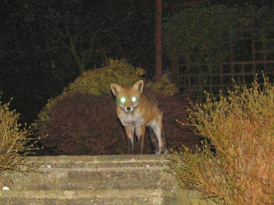 fox3_130406006sm