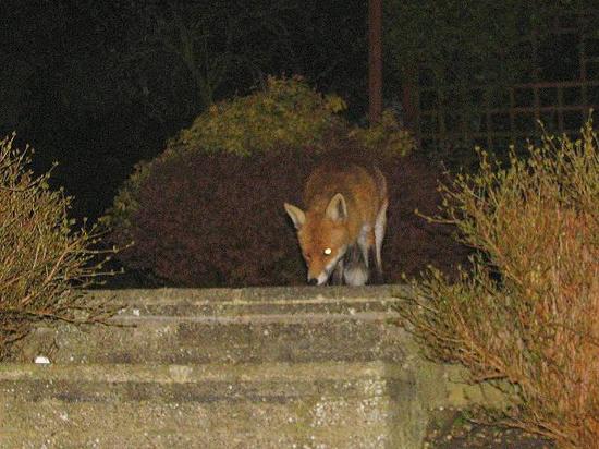 fox3_130406007sm