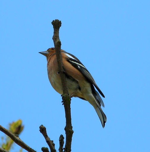 chaffinch_040506001sm