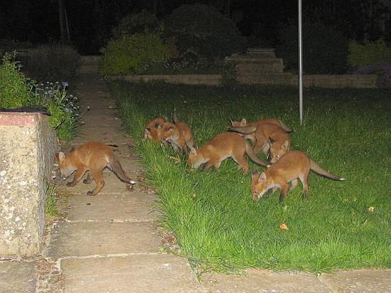 Seven fox cubs