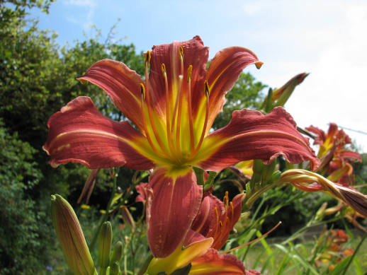 flower_080706012