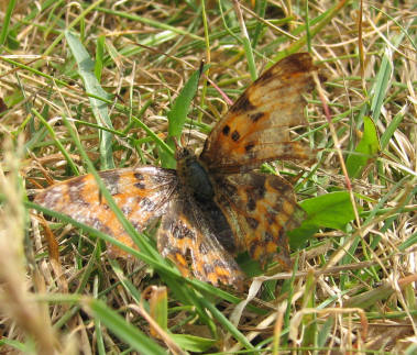 butterfly080706018sm